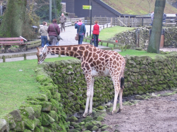 Creation of The Zoo!: Step 10